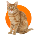 Кошки