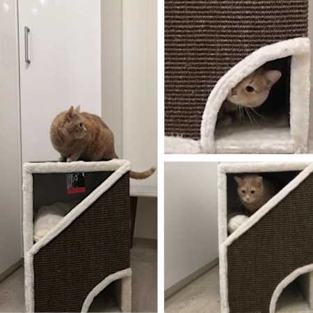 Когтеточка-домик Pet Choice, 40х35х60 см, коричневый, с подушкой