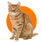 Кошки